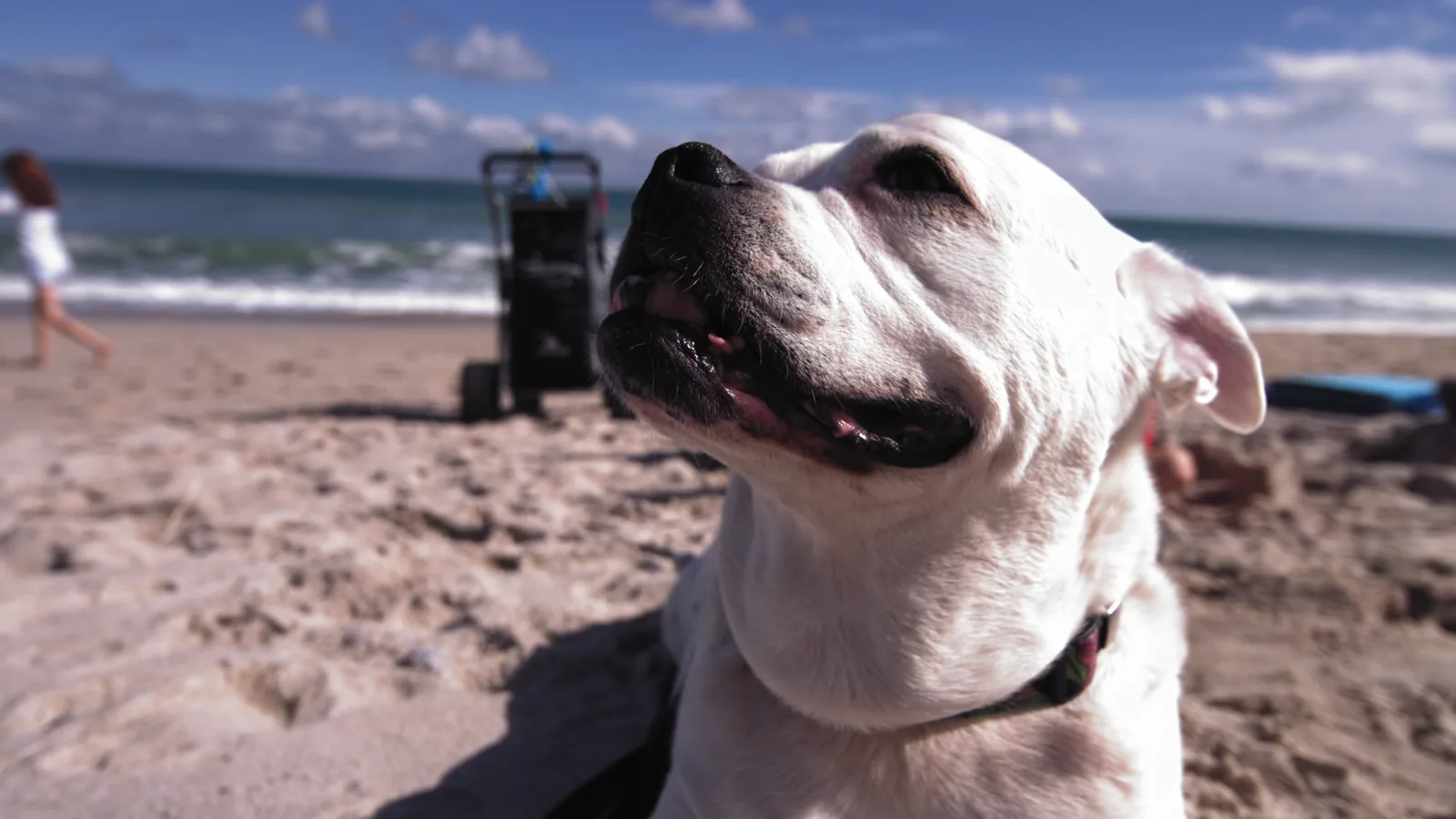 Cachorro branco na praia, com o mar ao fundo
